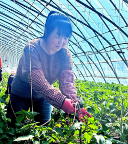 高品质发展仿佛中国 从“一季鲜”到“四时甜” 万座大棚结出“富民果”2026年4月10日